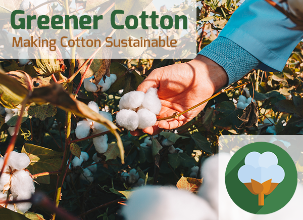 Background image: Farmer shows cotton ready for harvest on the plant.