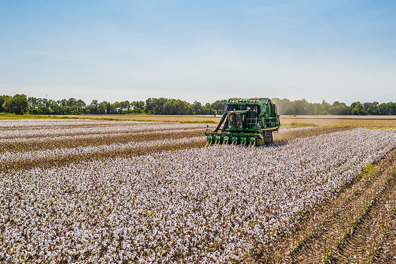 Combine harvester during the cotton harvest.